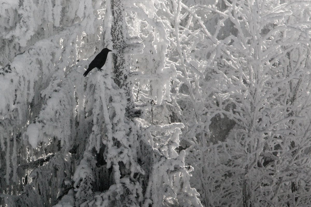 corneille givre hiver