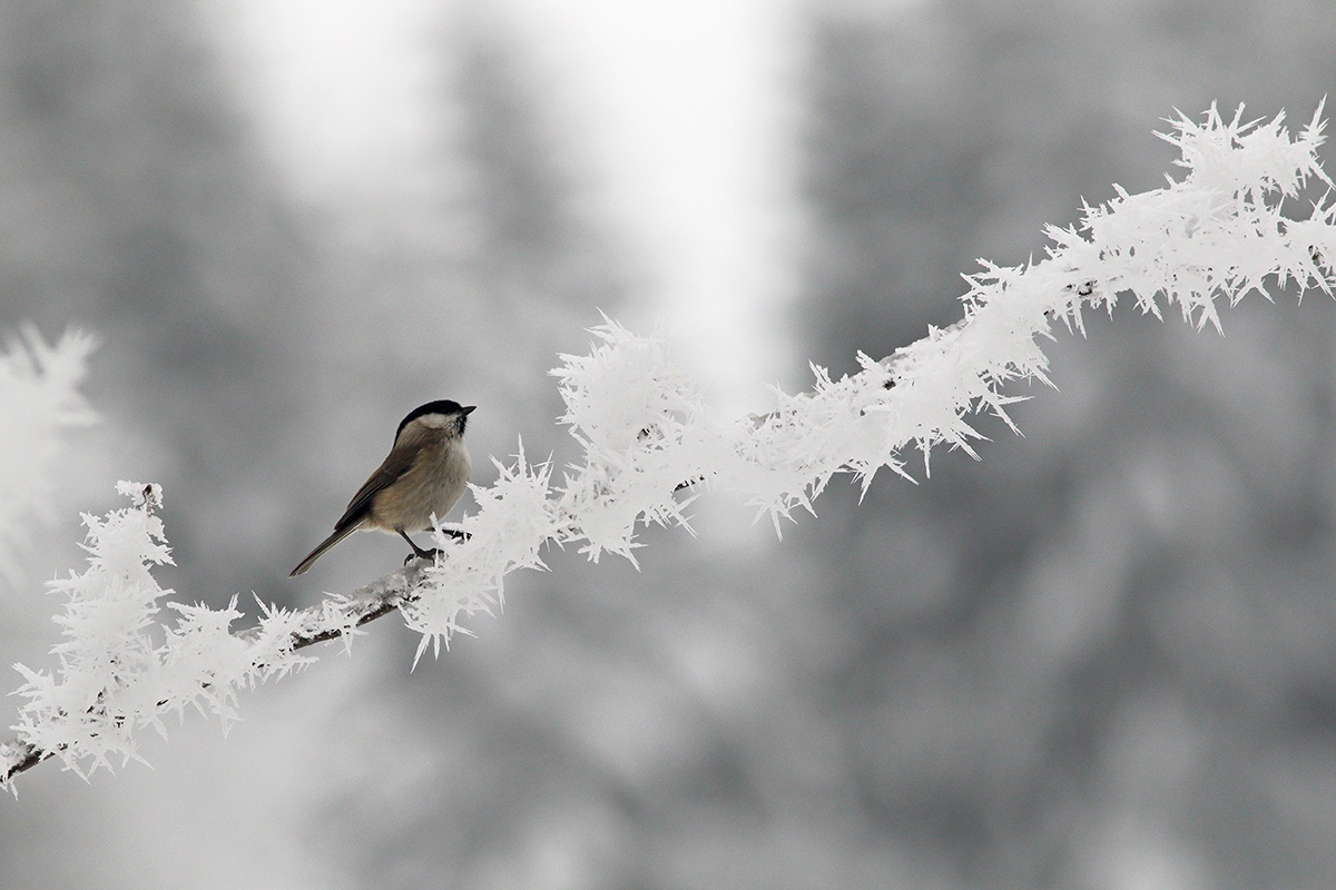 mésange givre hiver