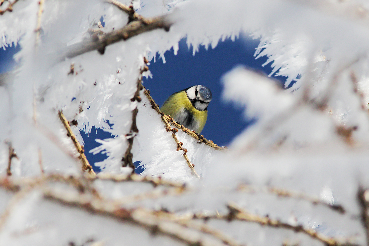 mésange givre hiver