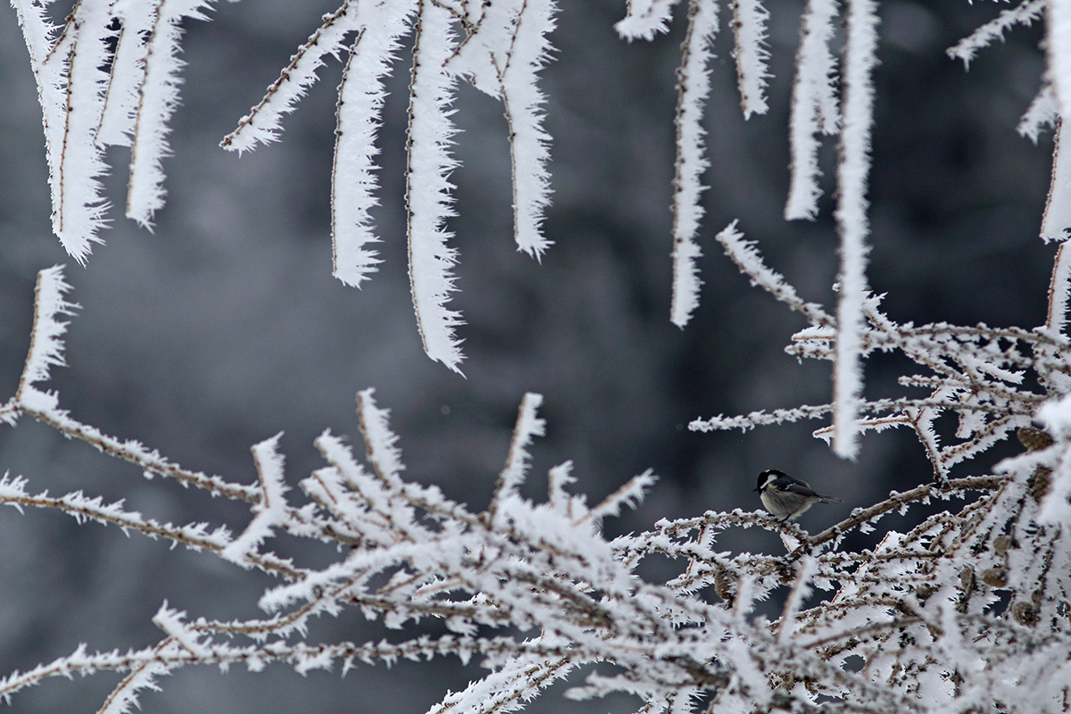 mésange givre hiver