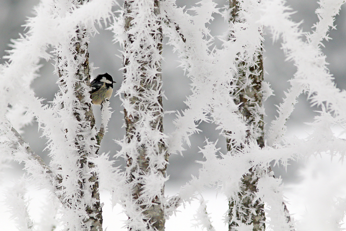 mésange givre hiver