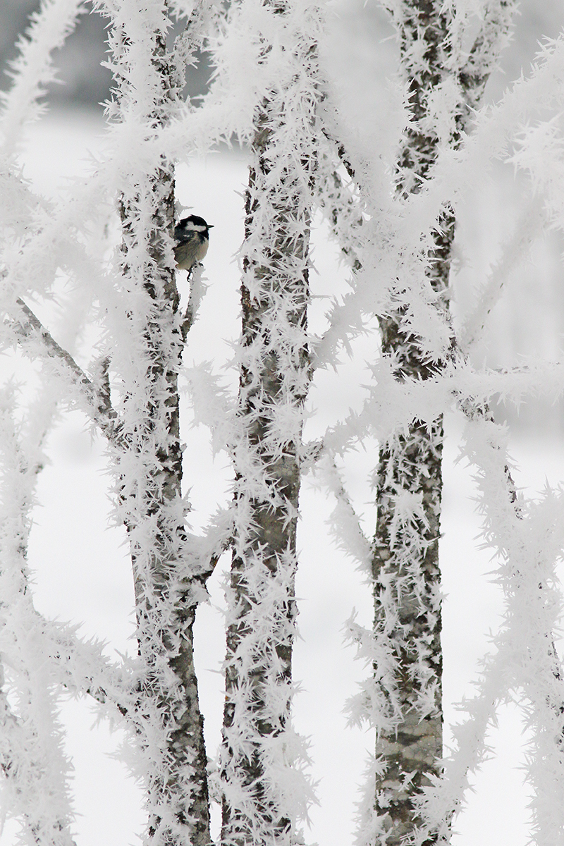 mésange givre hiver