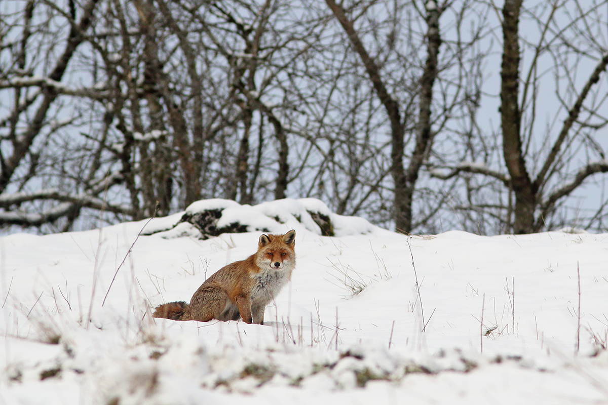 renard jura hiver neige