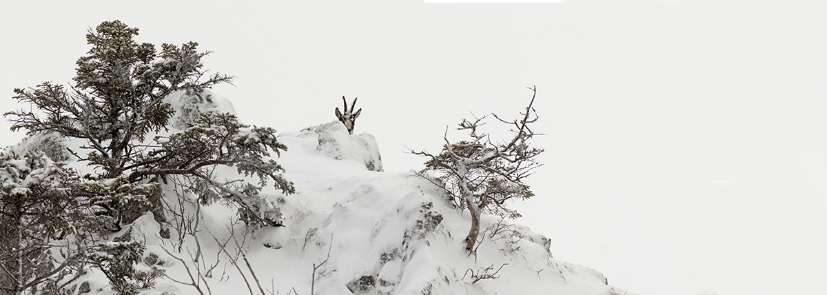 panoramique chamois faucille