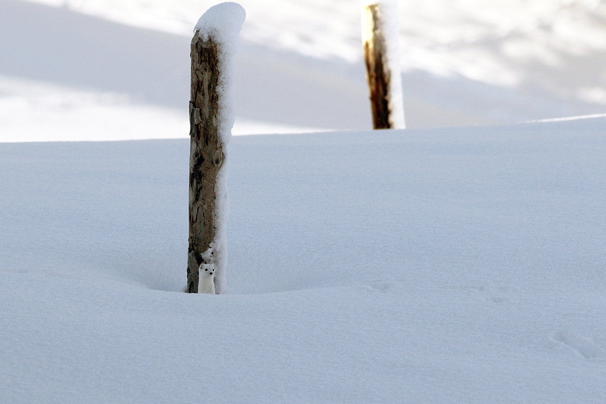 hermine en hiver