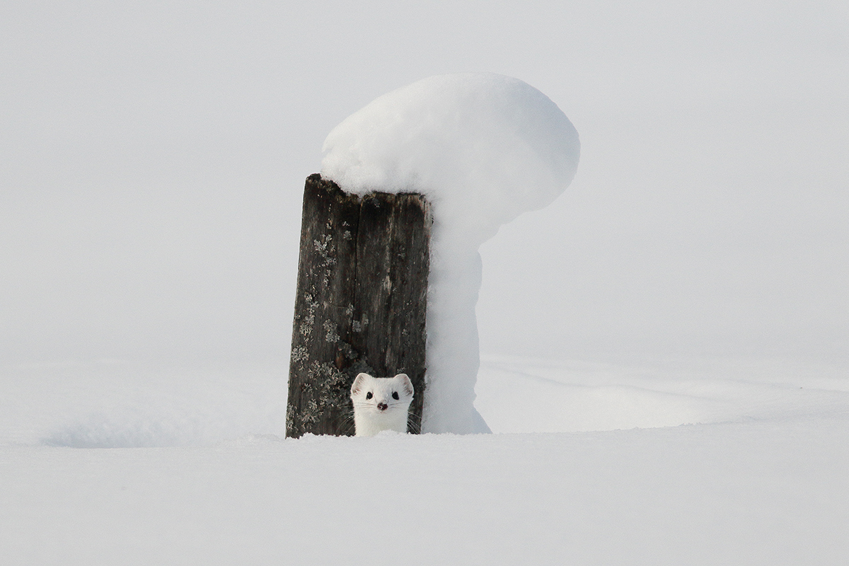 hermine en hiver