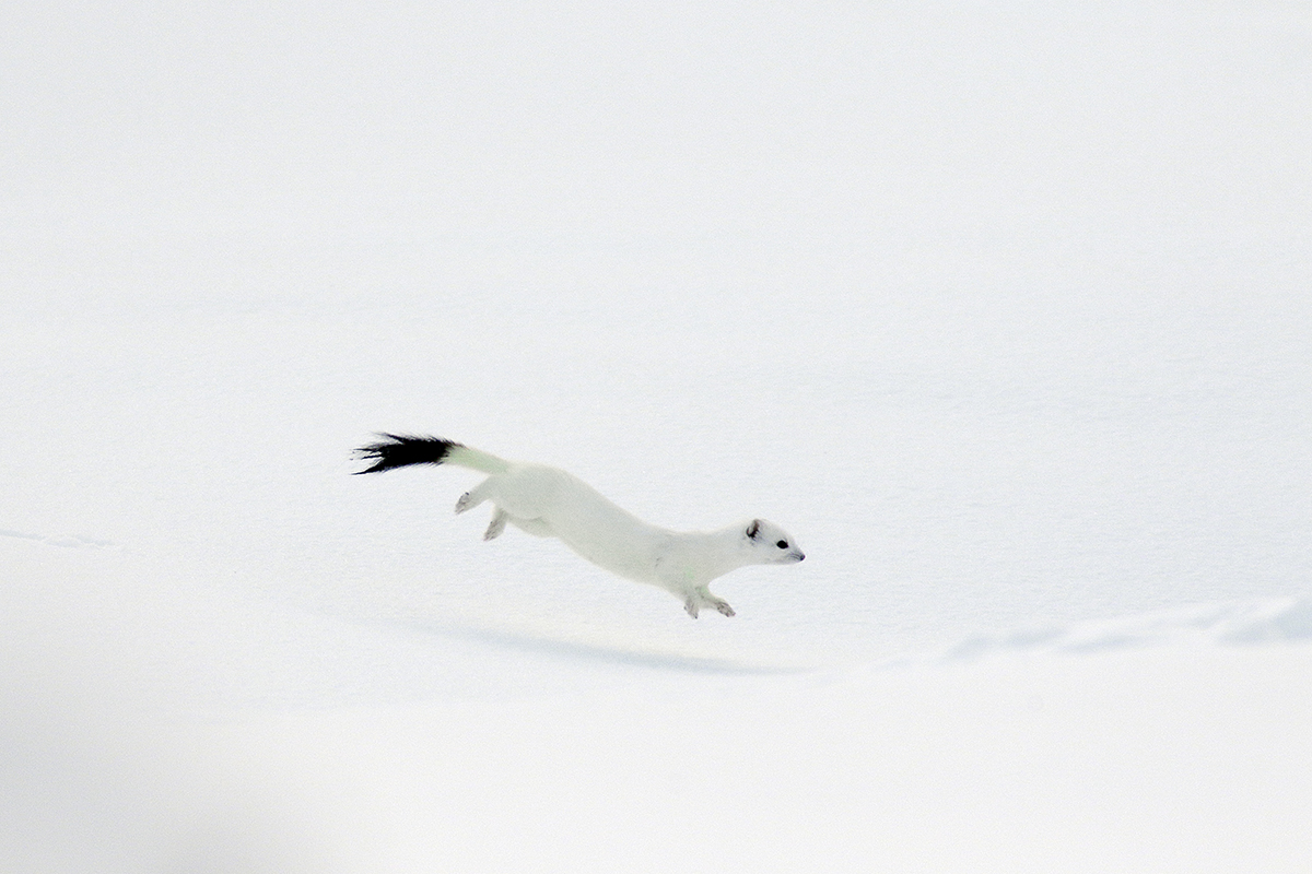 hermine en hiver