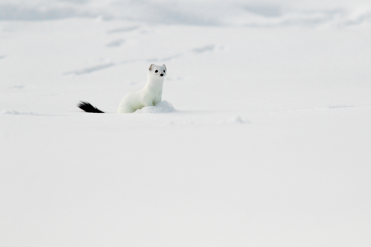 hermine en hiver