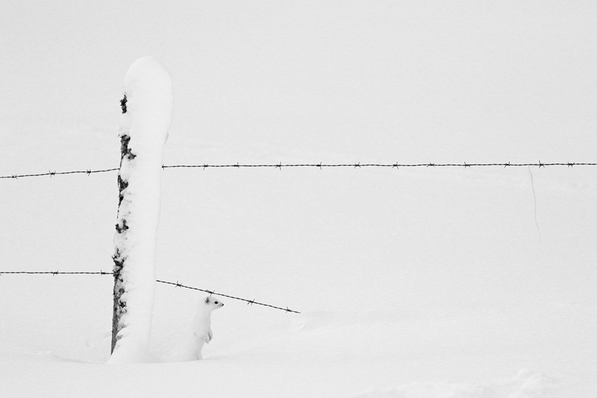 hermine en hiver