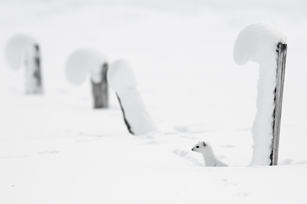 hermine en hiver