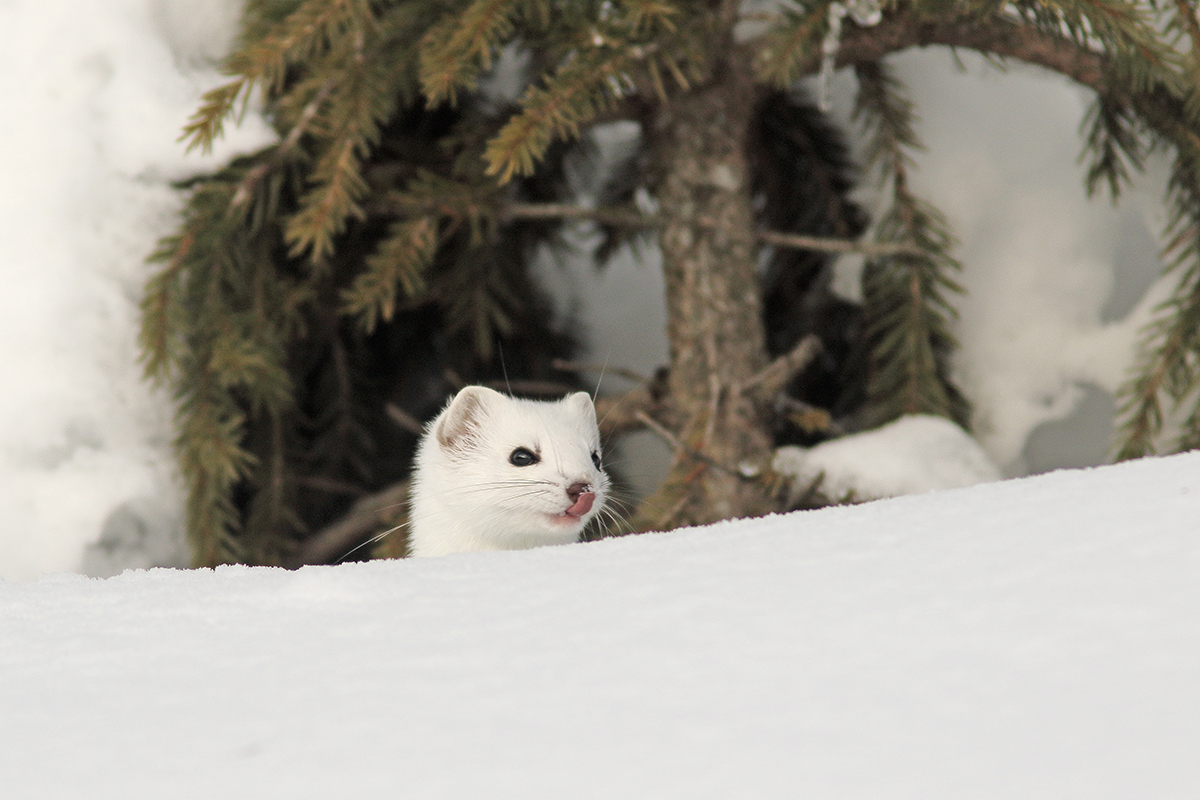 hermine en hiver