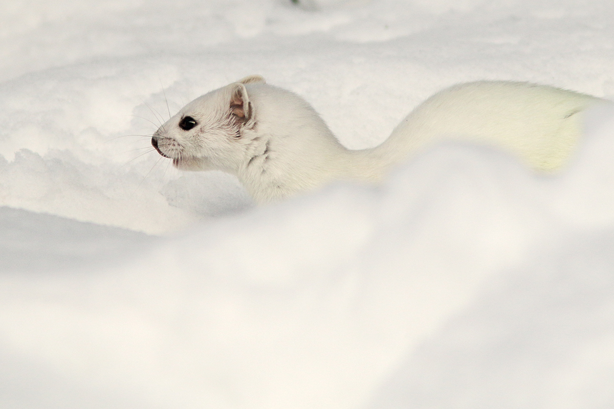 hermine en hiver