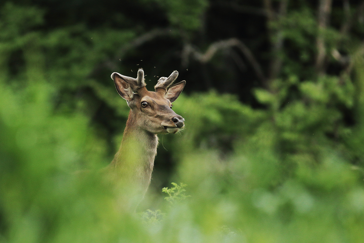 jeune cerf velours