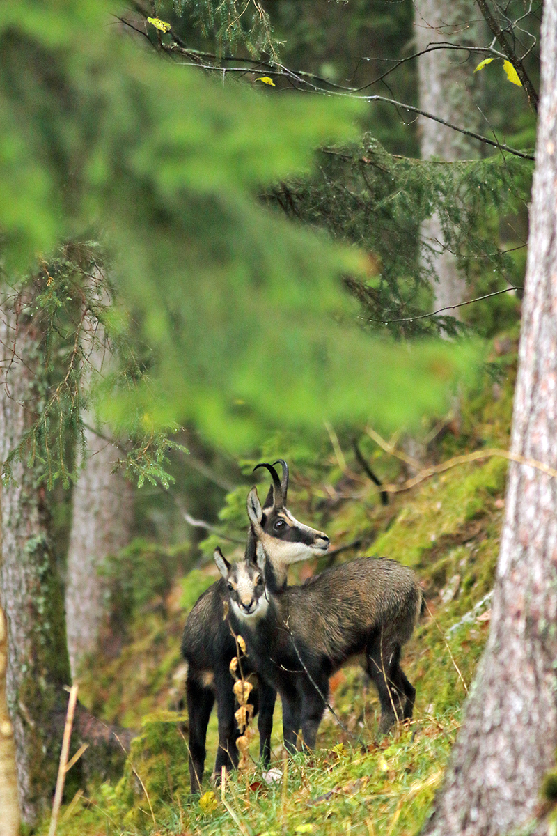 rut chamois jura