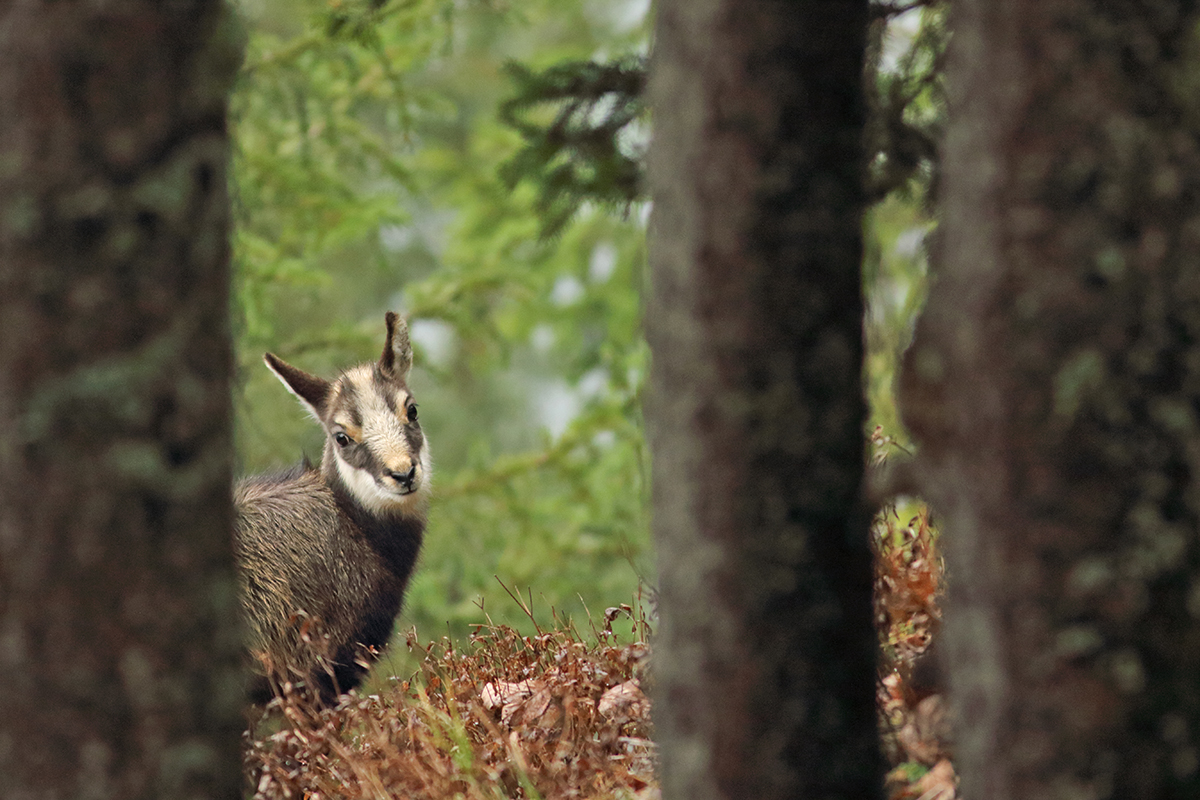 rut chamois jura