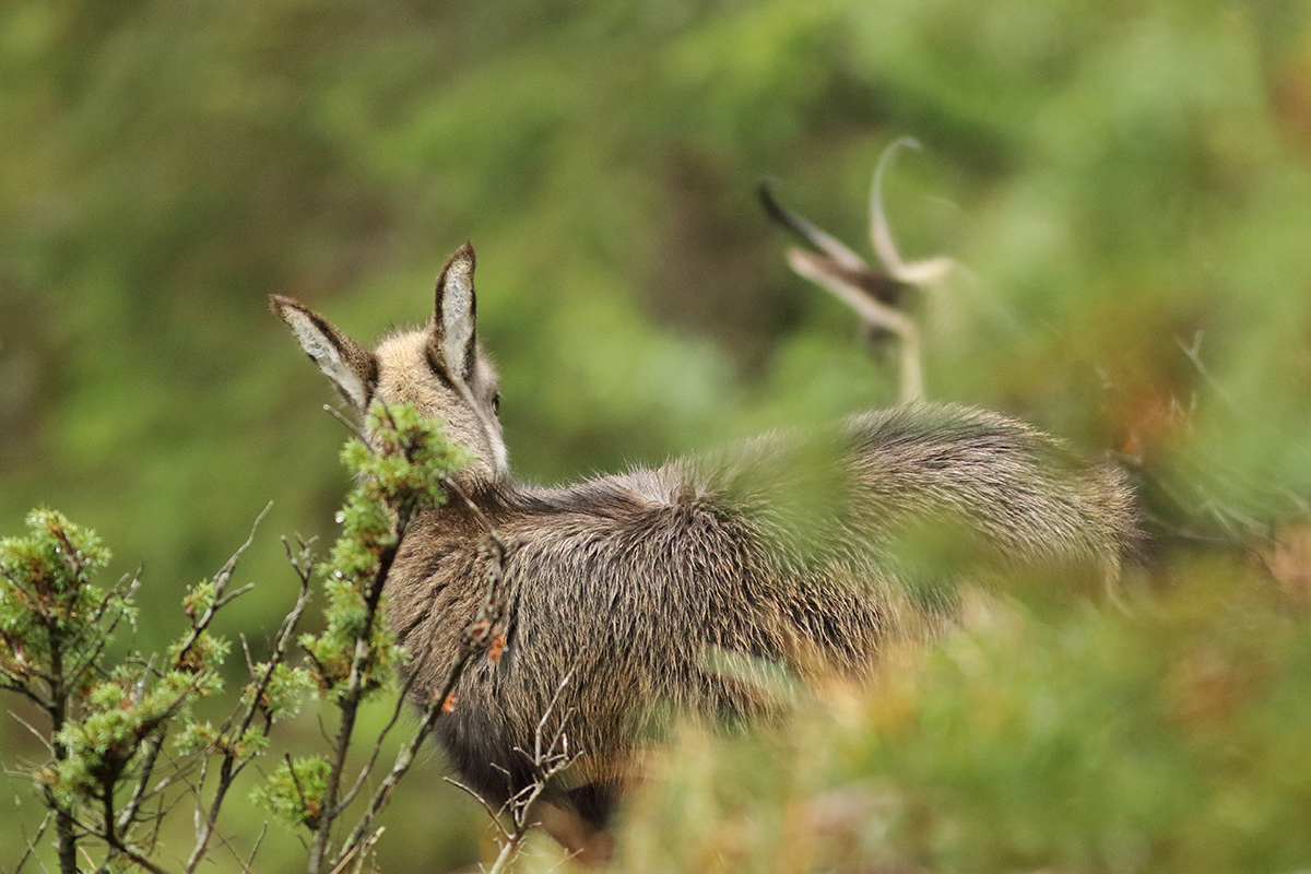 rut chamois jura