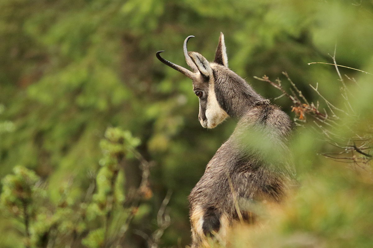 rut chamois jura