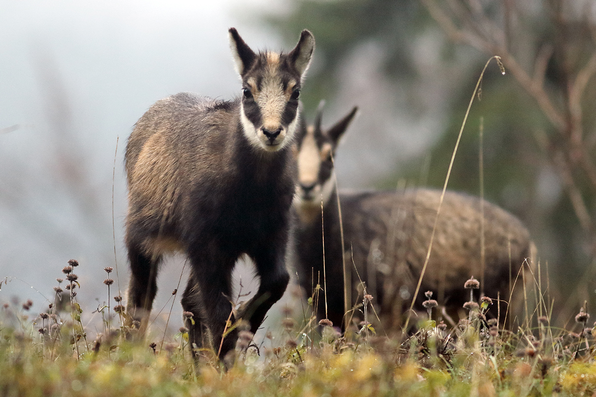 rut chamois jura