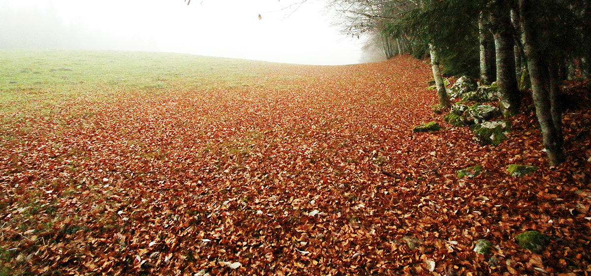 paysage automne jura