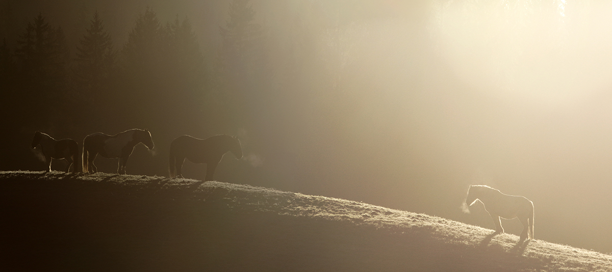 chevaux ferme de l’Anquerne jura