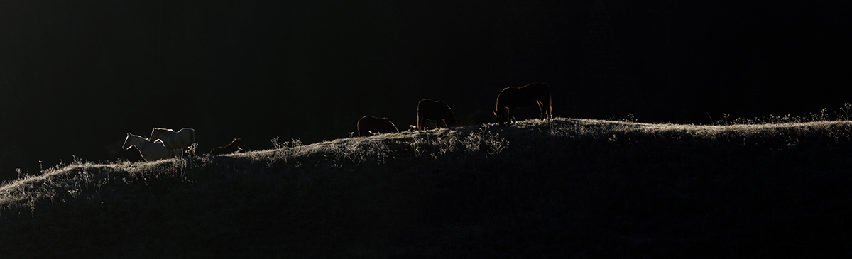 chevaux ferme de l’Anquerne jura