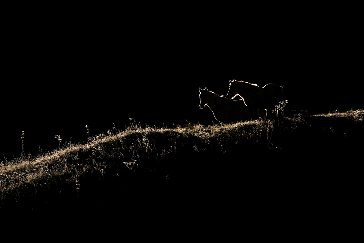 chevaux ferme de l’Anquerne jura