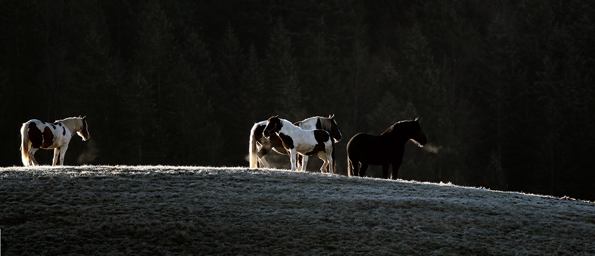 chevaux ferme de l’Anquerne jura