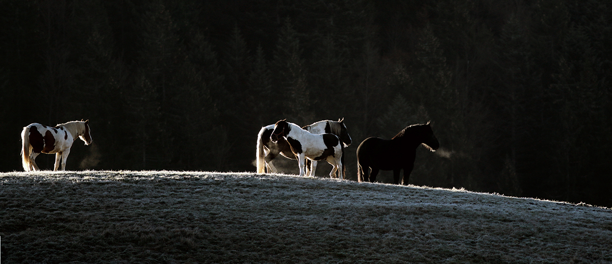 chevaux ferme de l’Anquerne jura