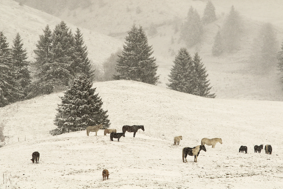 chevaux ferme de l’Anquerne jura