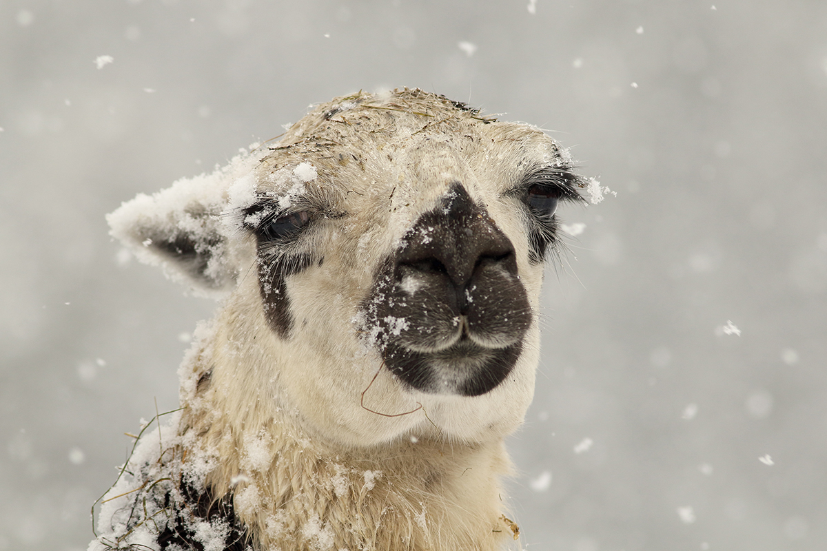 lama ferme de l’Anquerne jura