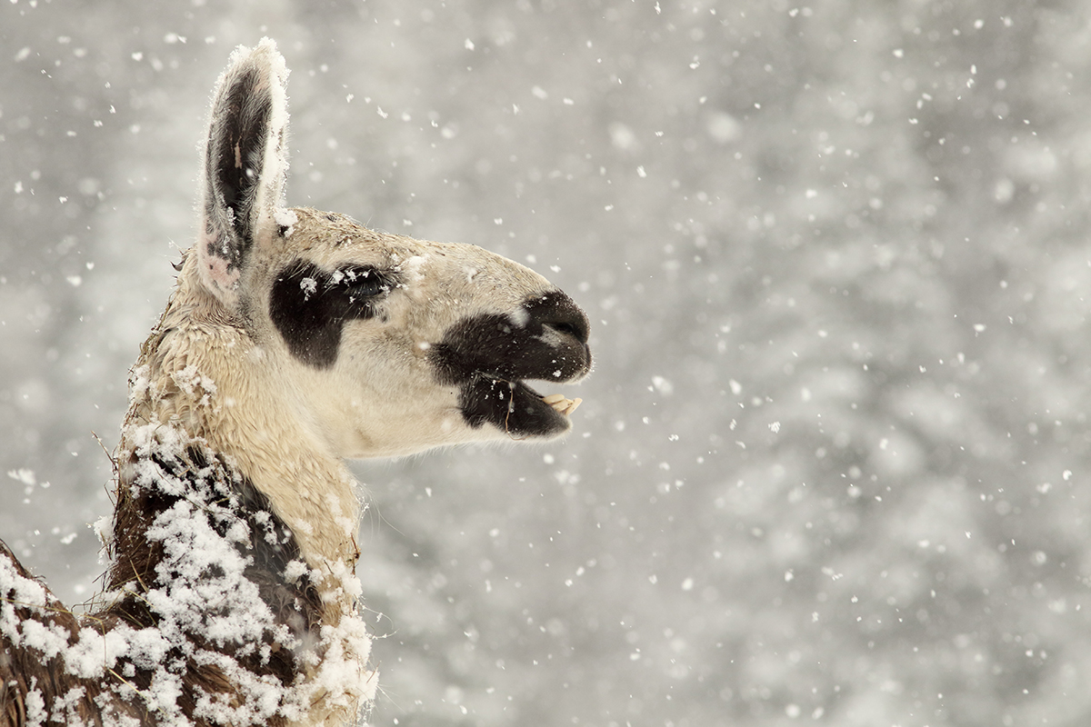 lama ferme de l’Anquerne jura