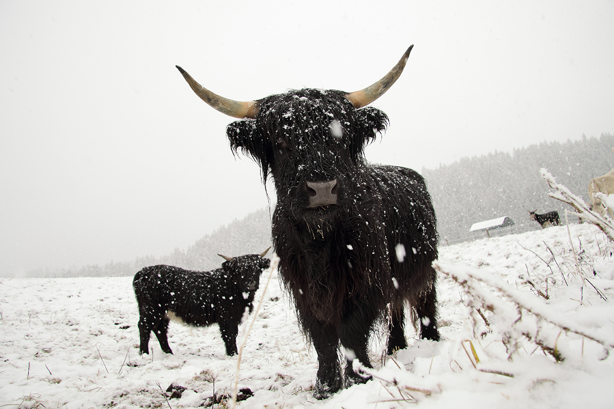 highland ane ferme de l’Anquerne jura