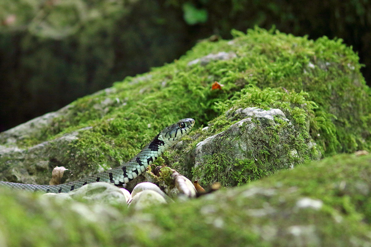 couleuvre à collier jura