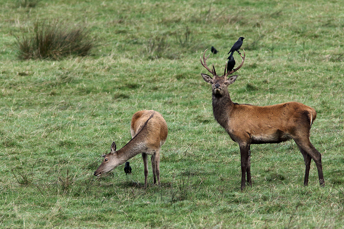 cerfs élaphes irlande killarney