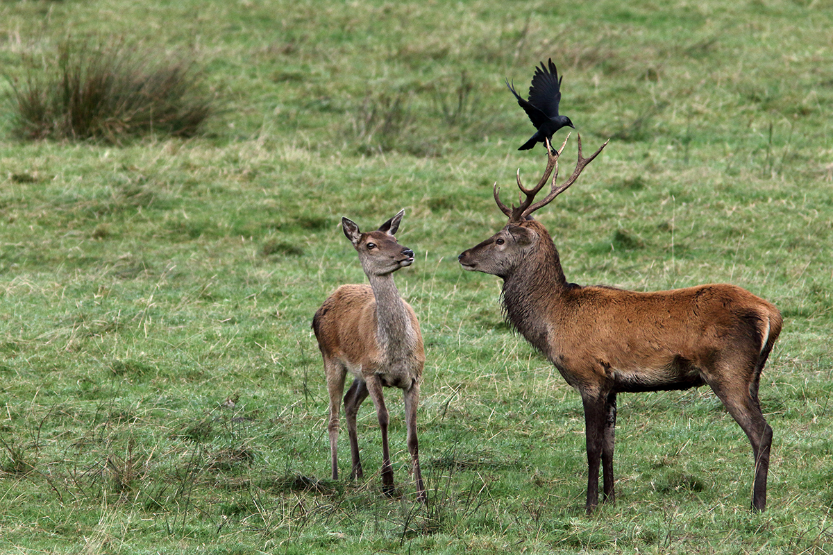 cerfs élaphes irlande killarney