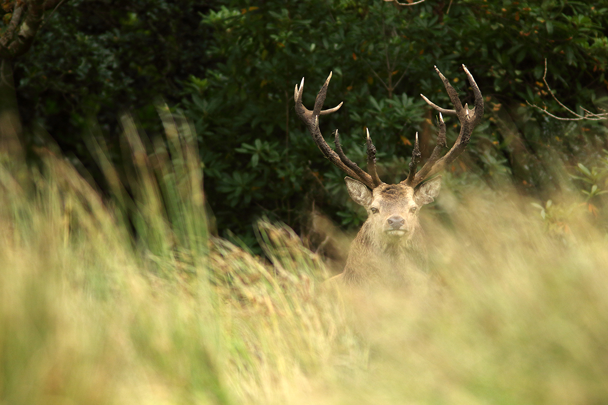 cerfs élaphes irlande killarney