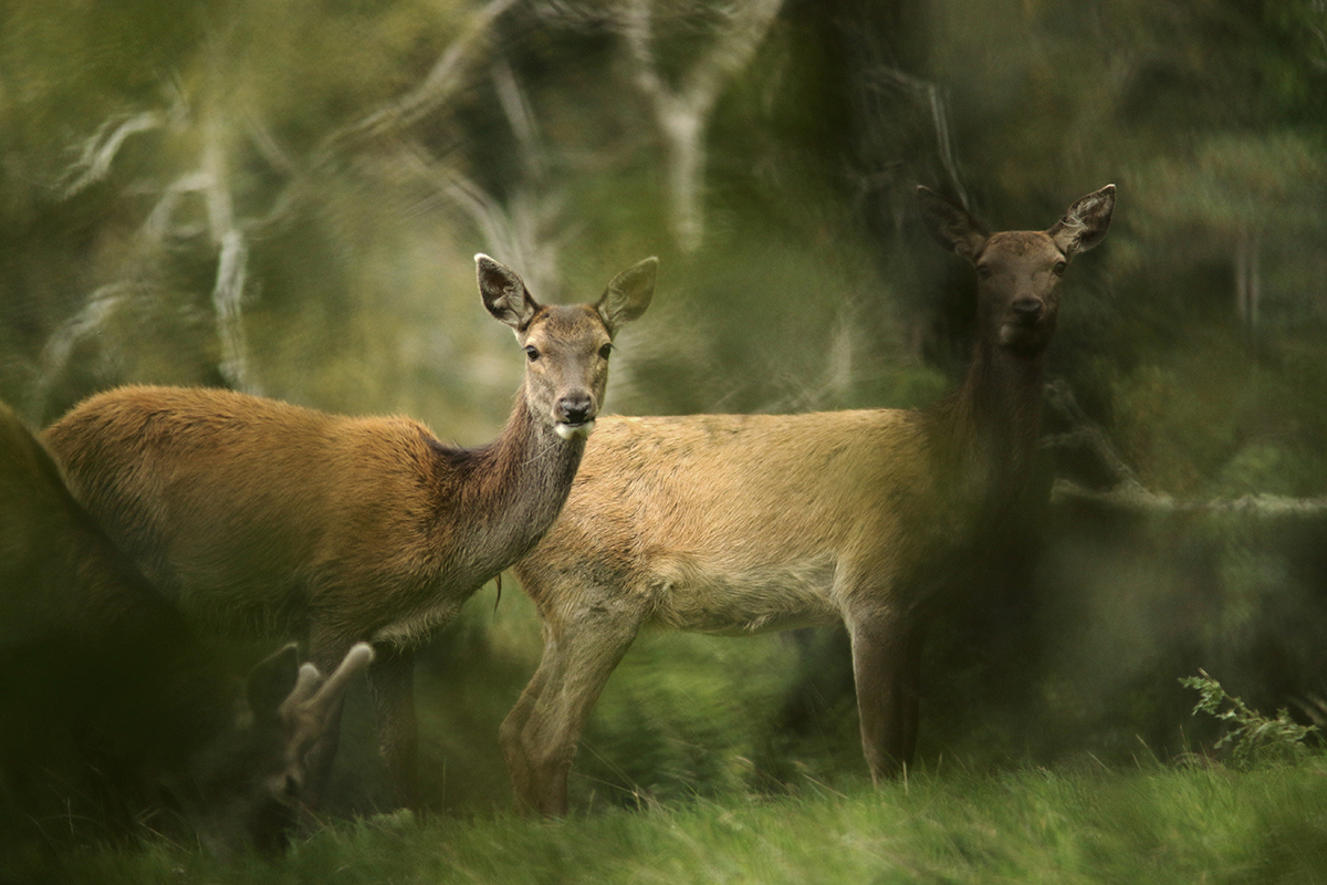 cerfs élaphes irlande killarney