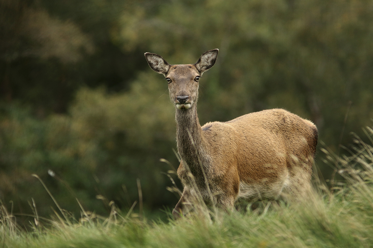 cerfs élaphes irlande killarney