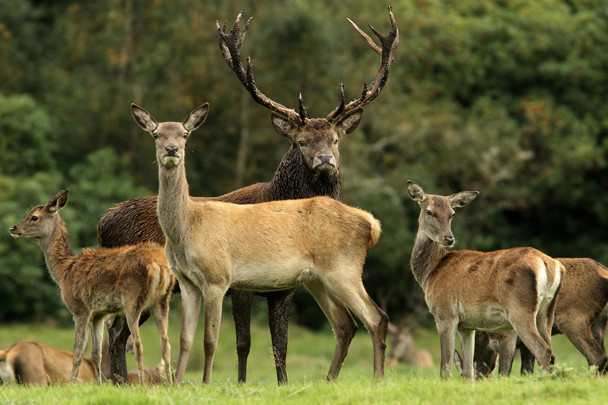 cerfs élaphes irlande killarney