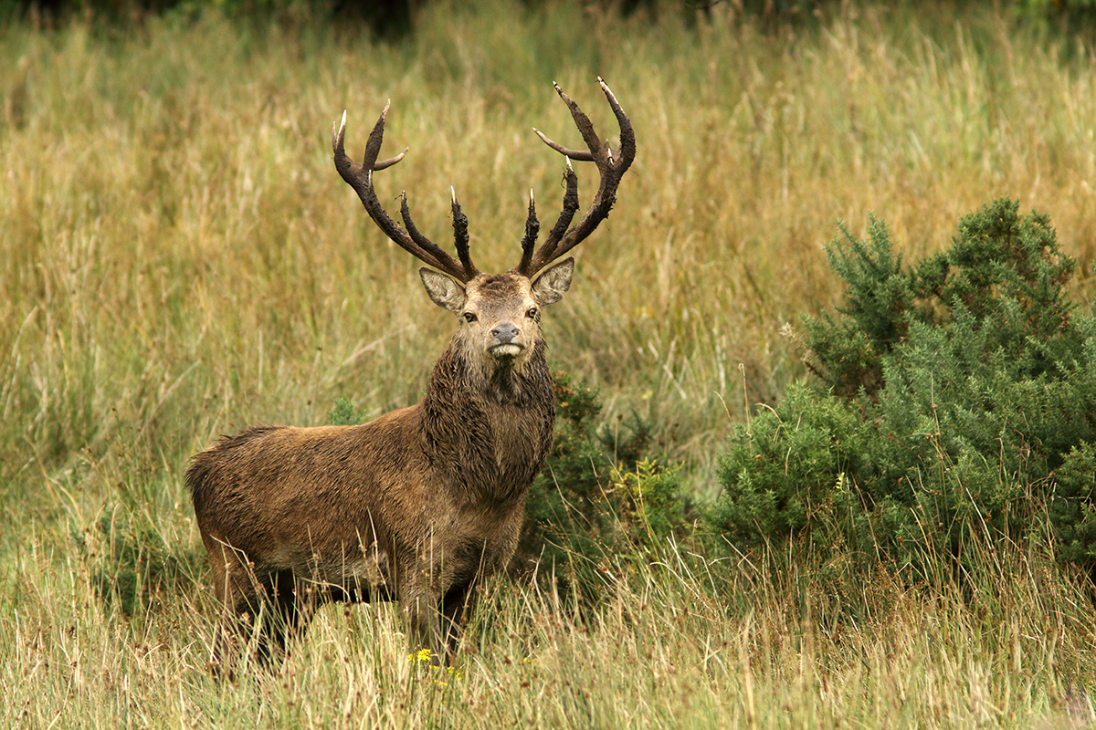 cerfs élaphes irlande killarney