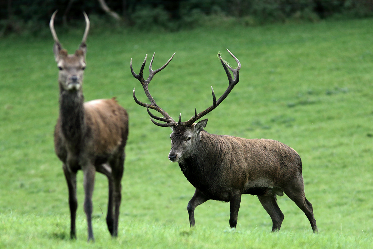 cerfs élaphes irlande killarney