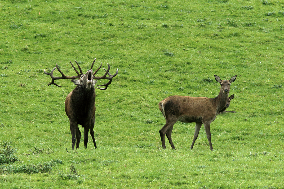 cerfs élaphes irlande killarney