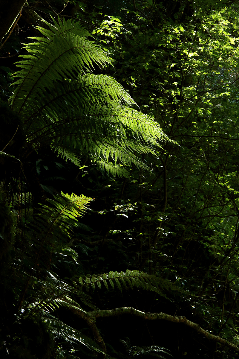 parc national de killarney