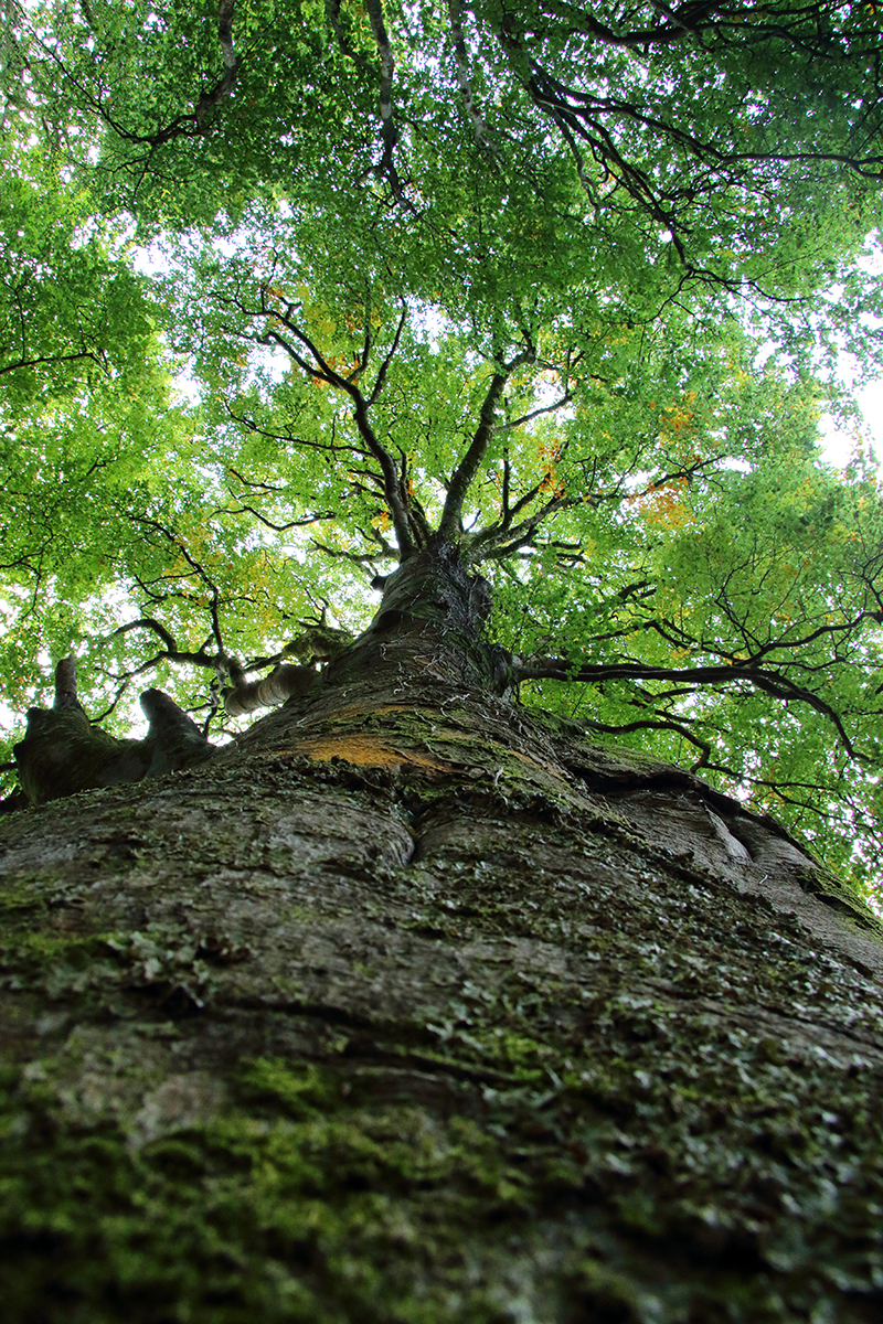 parc national de killarney