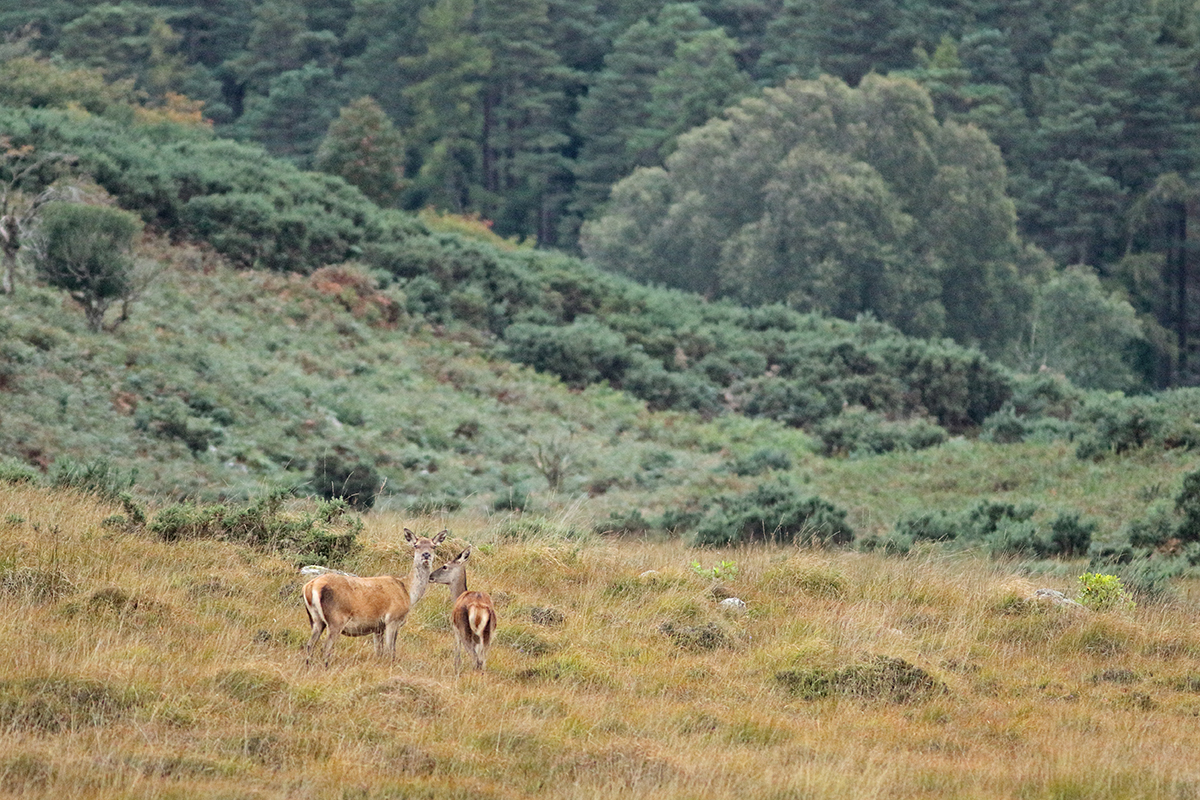 cerfs elaphes irlande killarney