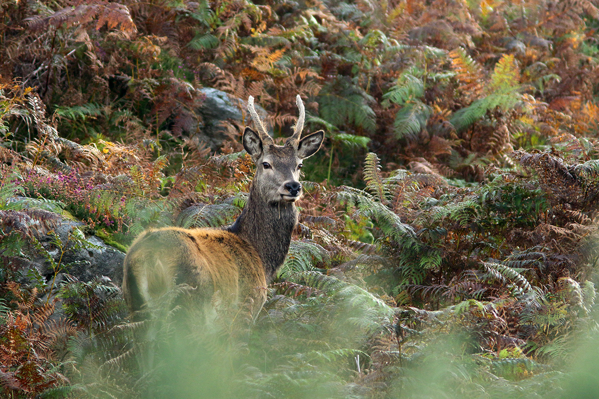 cerfs elaphes irlande killarney