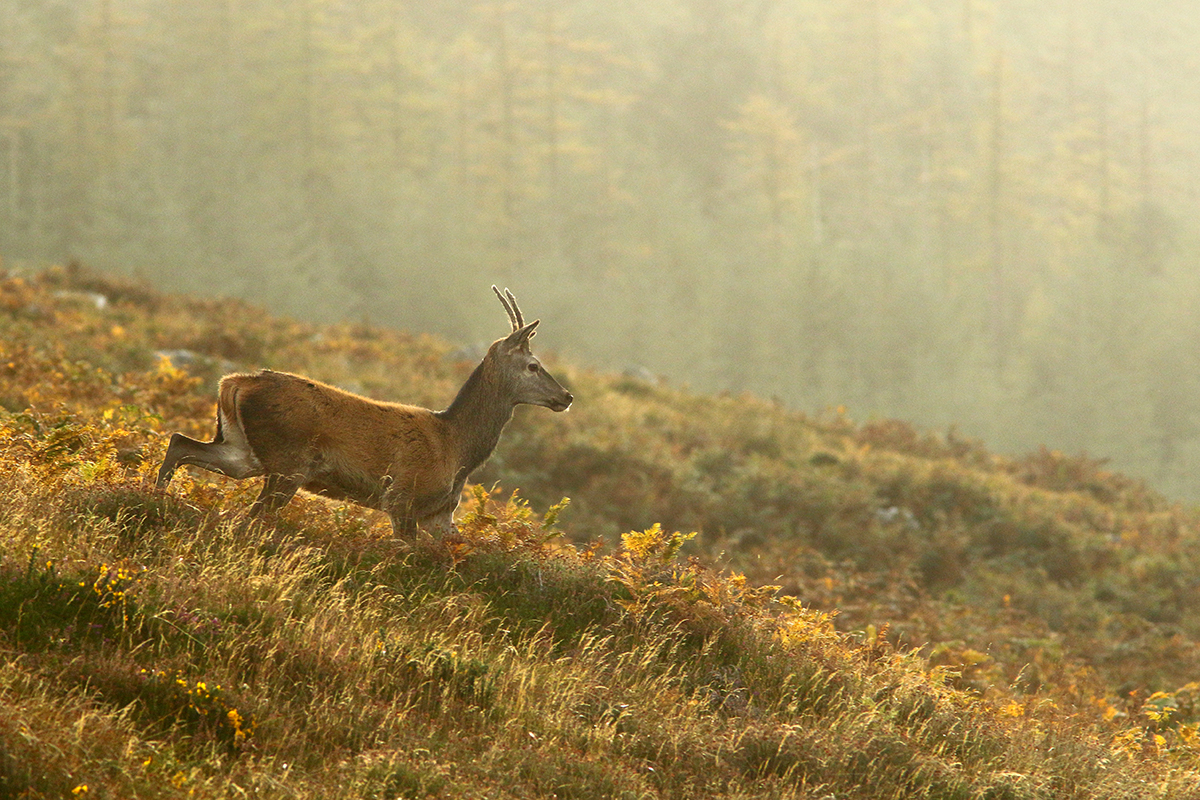 cerfs elaphes irlande killarney