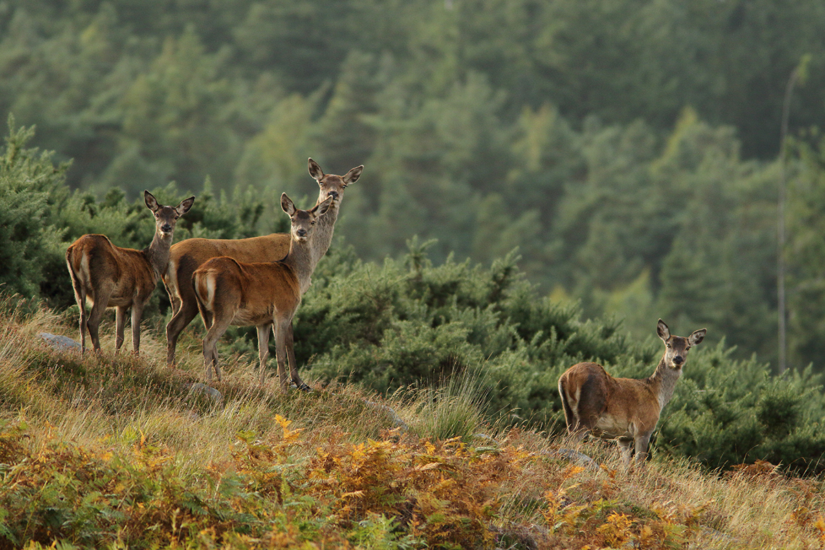 cerfs elaphes irlande killarney