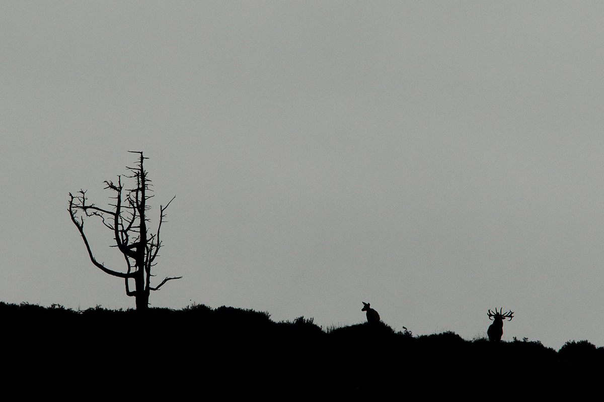 cerfs elaphes irlande killarney