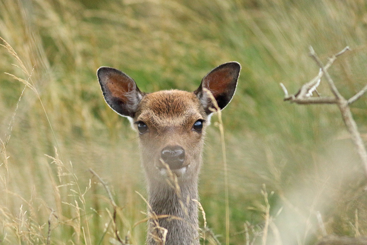 cerfs sika irlande killarney